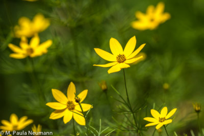 coreopsis