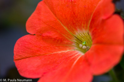 petunia