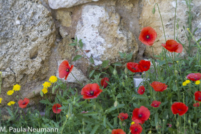 Poppies at St. George's Castle