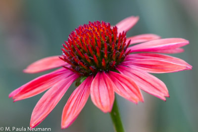 Pink cone flower