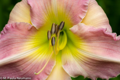 Day lily