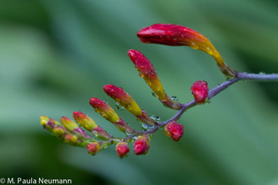 Crocosmia