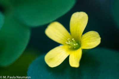 _MG_2195.jpg