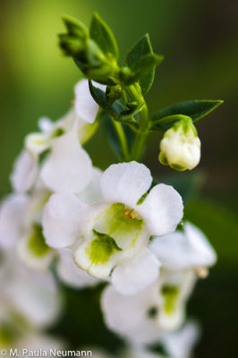 _MG_3398.jpg