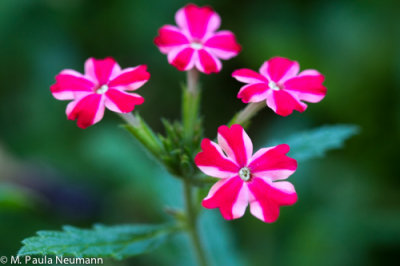_MG_3416.jpg