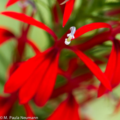 _MG_3633.jpg
