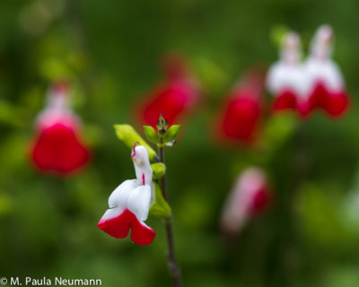 _MG_3703.jpg