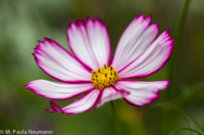 _MG_3796.jpg