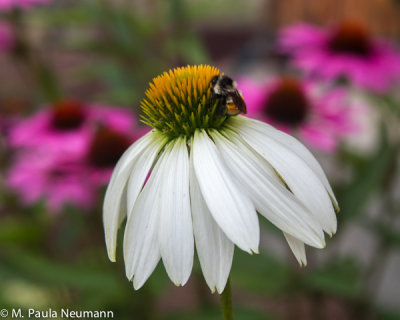 coneflower