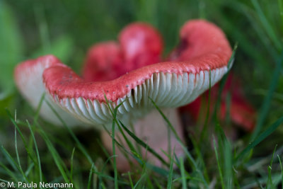mushrooms_and_fungus