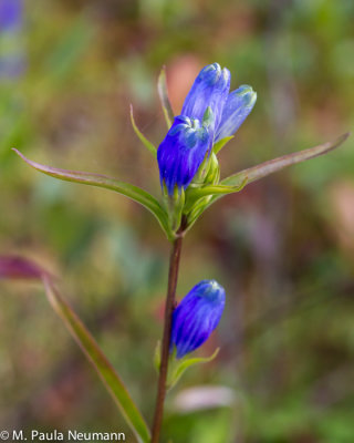 bottle gentian