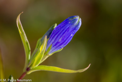 bottle gentian