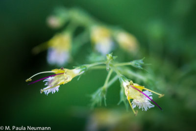 horse balm