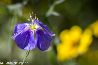 rocky_mountain_wildflowers