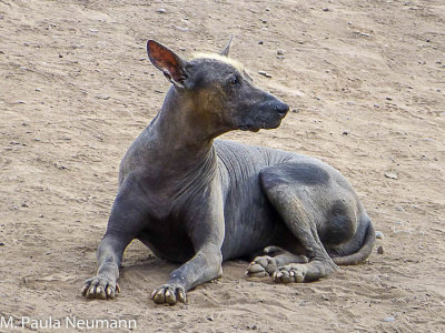 hairless Peruvian dog 
