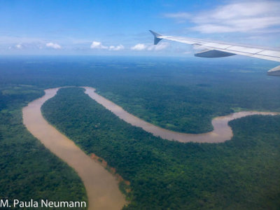 Bird's eye view of the Amazonian rainforest of Peru