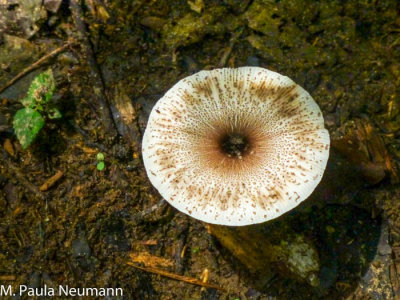 mushroom