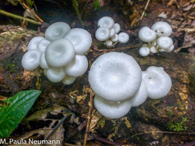 mushrooms