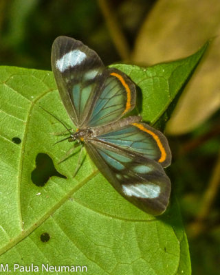 clear wing butterfly