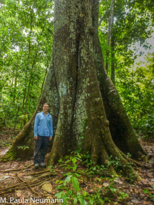 Kapok tree