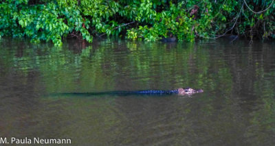 Coco, the resident caiman