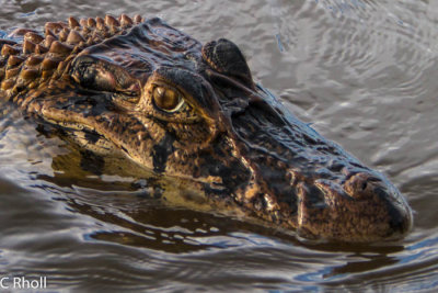Coco, the caiman