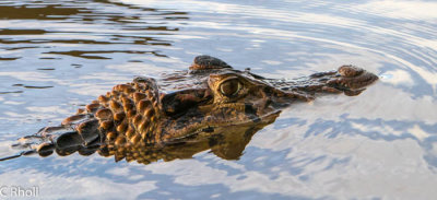 Coco, the caiman