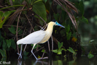 Heron