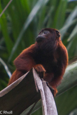 Howler monkey