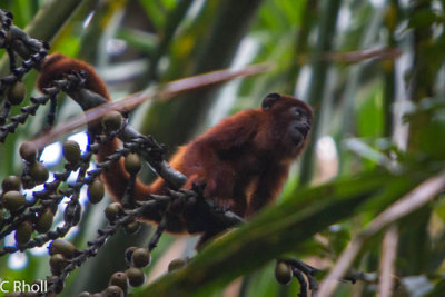 Howler monkey