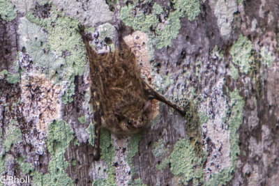Bat