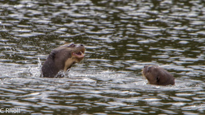 Endangered giant river otters