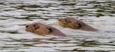 Giant river otters