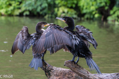 Cormorants
