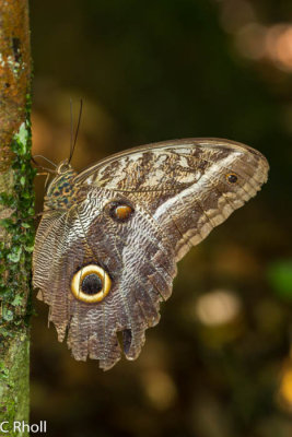 Moth