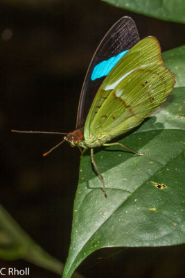 Moth