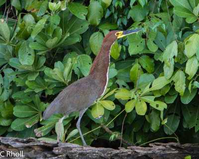 Heron