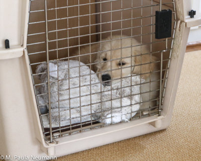 I don't mind my crate if I have my bear in there