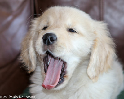 yawn