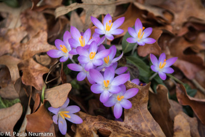crocus