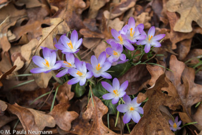 crocus