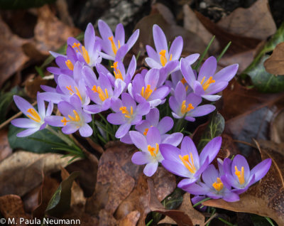 crocus