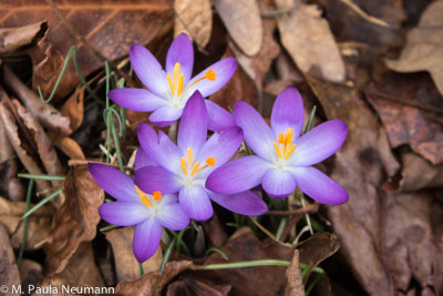 crocus