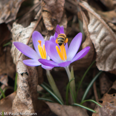 crocus