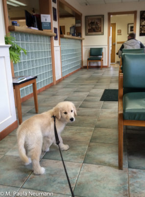 waiting my turn to see the vet