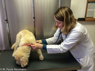 getting checked out by the vet