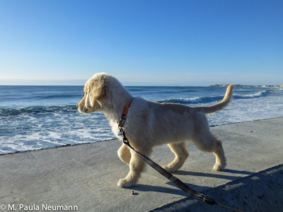 walking the breakfront at Hampton Beach, NH