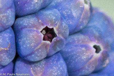 grape hyacinty