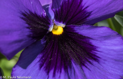 pansy