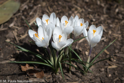 crocus